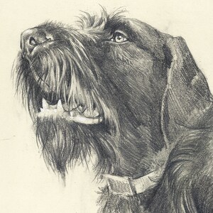 German Wirehaired Pointer. Hunting" Signed Print by Valery Siurha ...