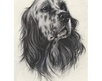 English Setter Portrait: Signed Dog Art Print