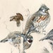 Watercolor Print grouse Ruffled Grouse Grouse - Etsy