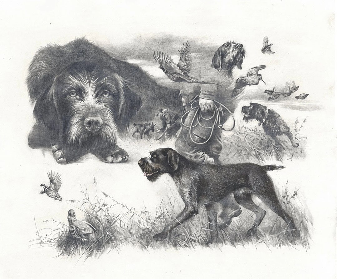 Buy German Wirehaired Pointer Print: Signed Dog Art by Valery Siurha Online  in India