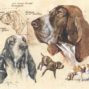 May include: Watercolor illustration of a Bloodhound, featuring detailed studies of the dog's head and body. The artwork includes sketches with Italian text, showcasing the breed's anatomy and characteristics. The color palette is dominated by browns, whites, and grays.