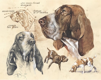 Stampa Bracco Italiano: acquerello firmato raffigurante un cane da ferma italiano.