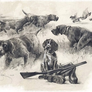 Drahthaar Art Print: German Wirehaired Pointer Hunting Dog Drawing