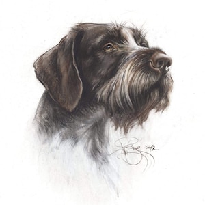 German Wirehaired Pointer Portrait: Watercolor Hunting Dog Art