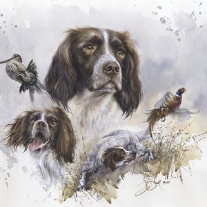 English Springer Spaniel. Sovereign of Bird hunting&quot; Author&#39;s Signed Print by Valery Siurha