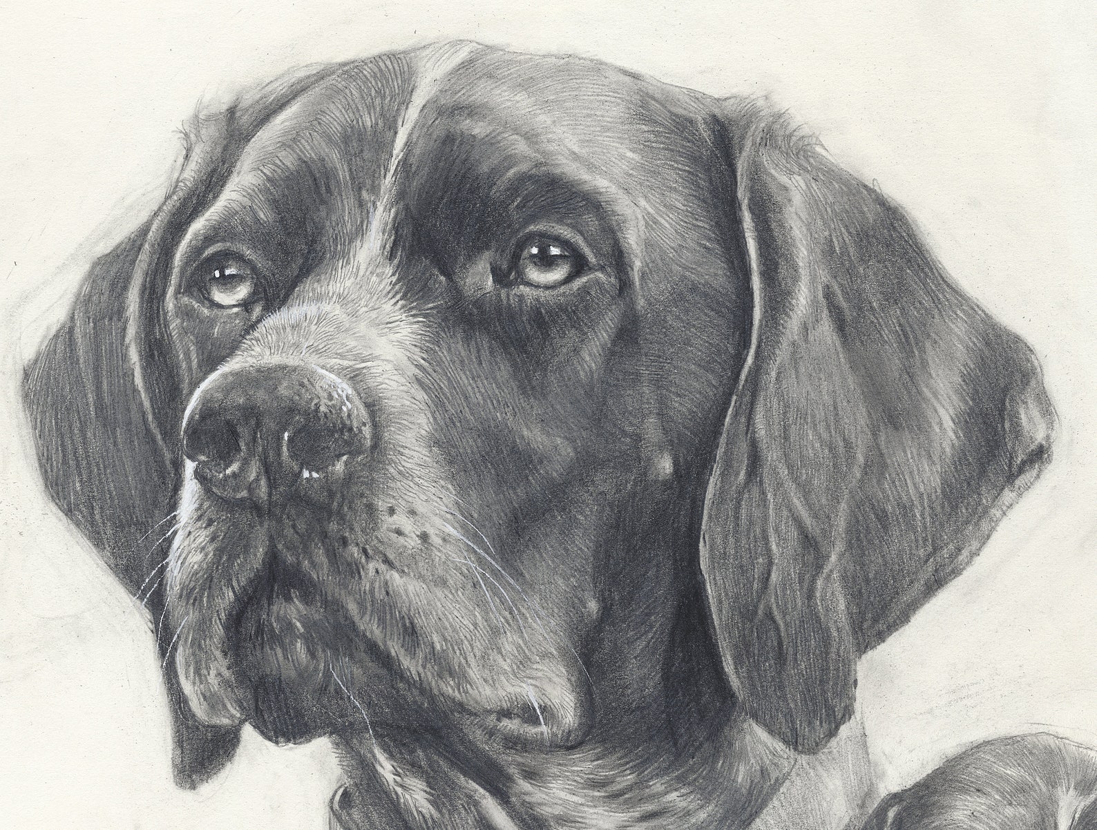 German Shorthair Pointer Print Pointer Art Pointer Sign Etsy