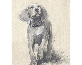 Stampa ad acquerello di un cucciolo di Weimaraner: regalo per amanti dei cani, opera di Valery Siurha.