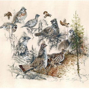 Bunt Auerhahn Aquarell Druck: Jagd-Kunst-Dekor