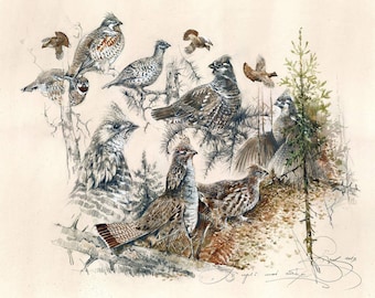 Ruffed Grouse Watercolor Print: Hunting Art Decor