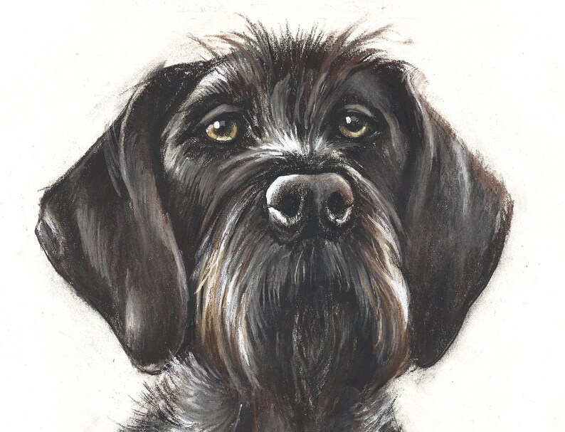 craigslist wirehaired pointer