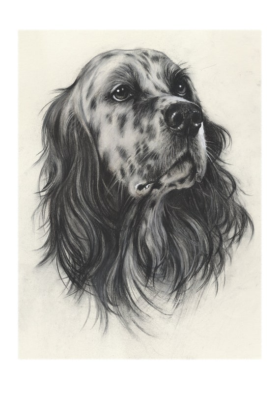 イングリッシュ・セッターの肖像：サイン入り犬アートプリント - Etsy 日本