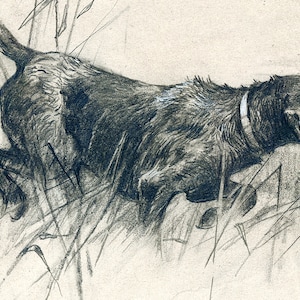 May include: A black and white pencil drawing of a dog in the grass. The dog is a hunting breed with a long snout and floppy ears. The dog is looking down at something in the grass.