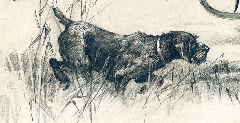 May include: A black and white pencil drawing of a dog in the grass. The dog is a hunting breed with a long snout and floppy ears. The dog is looking down at something in the grass.