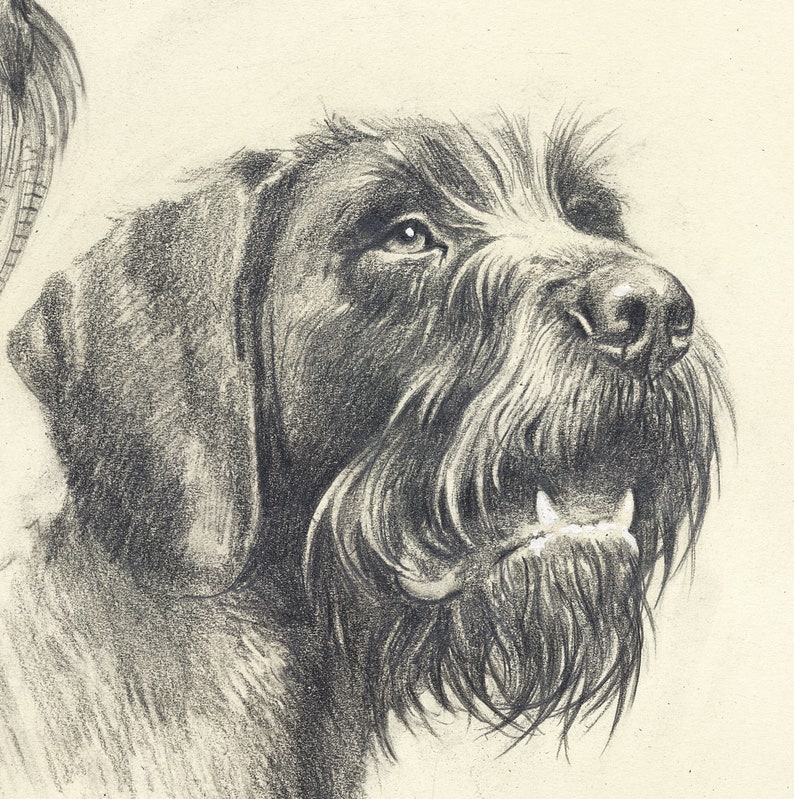 German Wirehaired Pointer. Hunting Signed Print by - Etsy