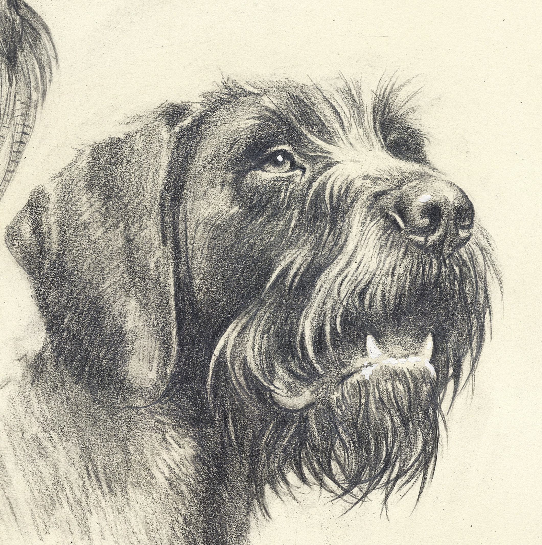 German Wirehaired Pointer. Hunting Signed Print by | Etsy