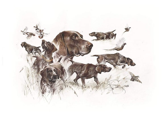 German wirehaired sale pointer gifts