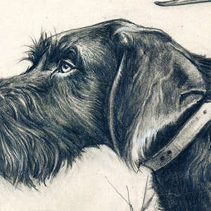 May include: A black and white pencil drawing of a dog's head. The dog has a long, pointed snout and floppy ears. It is wearing a leather collar. The dog is looking up and to the right.