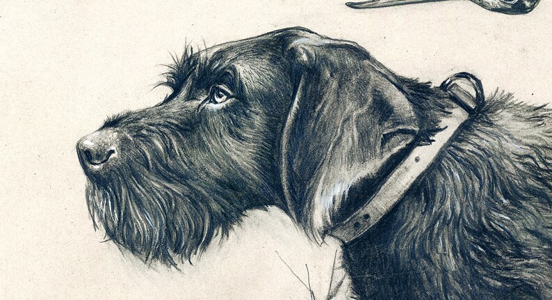 May include: A black and white pencil drawing of a dog's head. The dog has a long, pointed snout and floppy ears. It is wearing a leather collar. The dog is looking up and to the right.