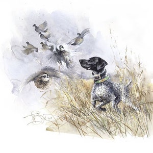May include: A watercolor painting of a black and white German Shorthaired Pointer dog standing in tall grass, pointing at a flock of quail flying away. The dog is wearing a green and black collar.