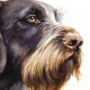 German Wirehaired Pointer Signed Print, Drahthaar Print, German Pointer ...