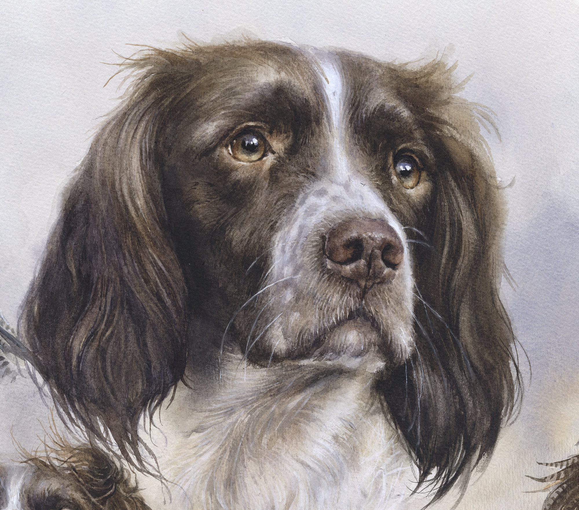 Springer Spaniel Print English Springer Spaniel Print: Signed Watercolor Dog Art - Etsy