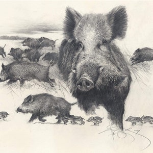 Wildschweine jagen Grafiker-Zeichnung: Signierter Kunstdruck des Autors