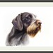 German Wirehaired Pointer Signed Print Drahthaar Print - Etsy