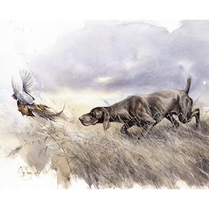 May include: A brown and white pheasant takes flight as a brown German Shorthaired Pointer dog chases after it in a field of tall grass. The sky is cloudy and gray.