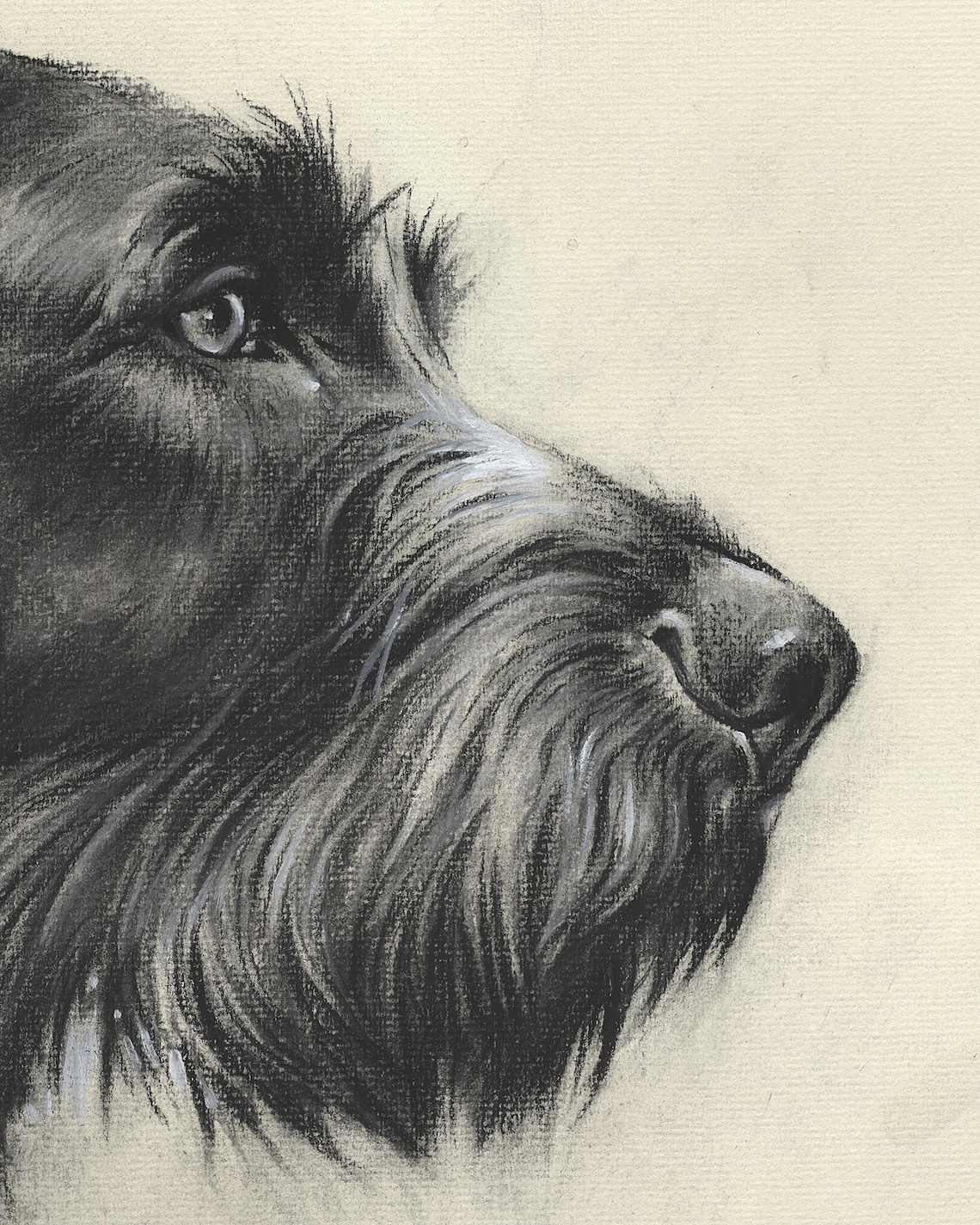 German Wirehaired Pointer Portrait by Valery Siurha Deutsch | Etsy