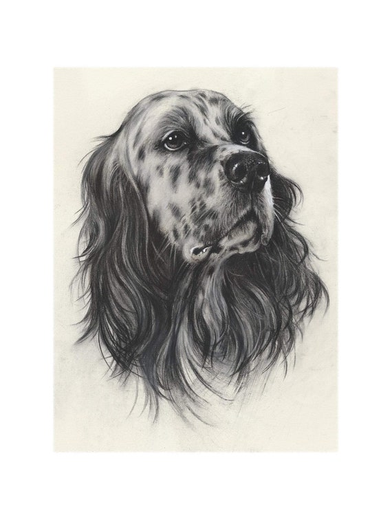 English Setter. Portrait Author's Signed Print by - Etsy