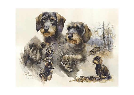 Wirehaired Dachshund. Blood Trail Hunting Signed Print Dachshund