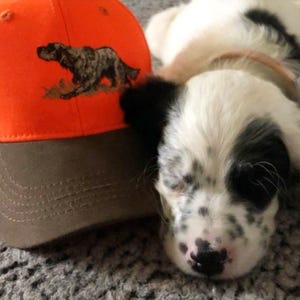 May include: A brown and orange baseball cap with an embroidered image of a bird and a hunting dog. A white and black spotted puppy with black ears is lying next to the cap.