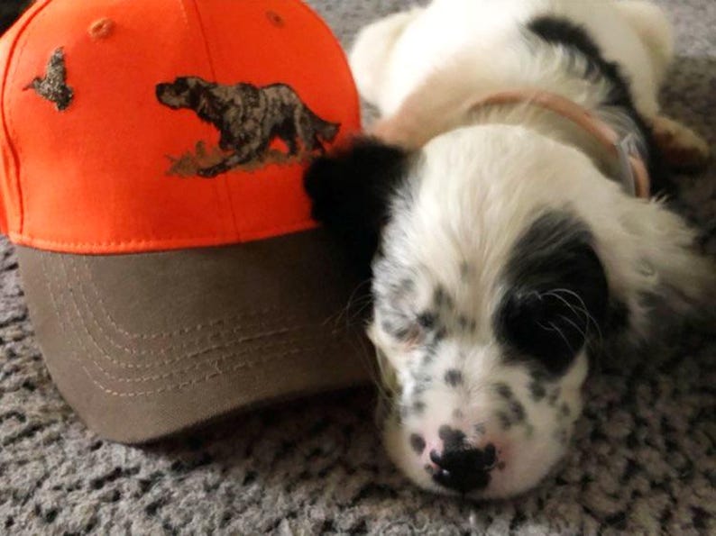 May include: A brown and orange baseball cap with an embroidered image of a bird and a hunting dog. A white and black spotted puppy with black ears is lying next to the cap.