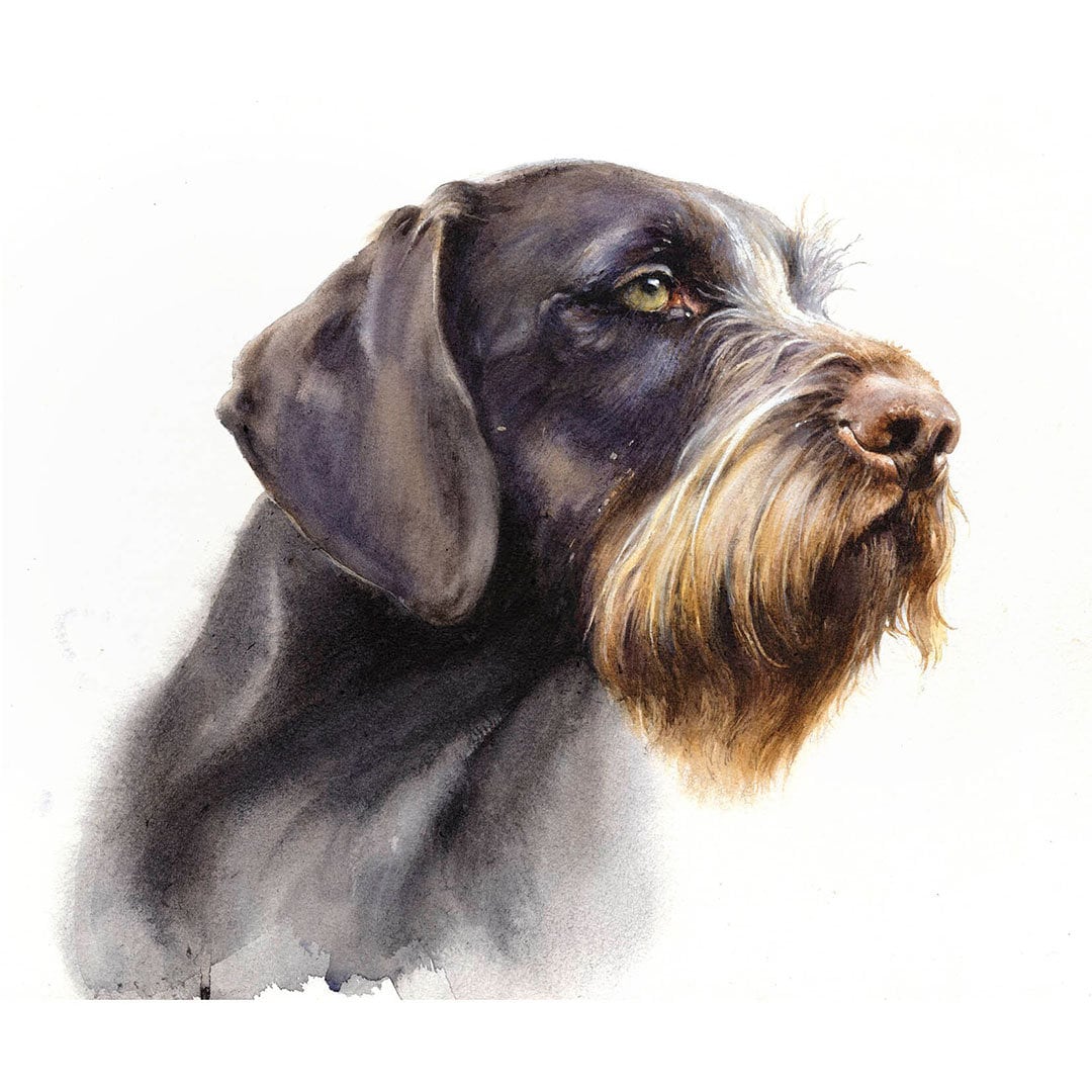 Buy German Wirehaired Pointer Print: Signed Watercolor Dog Portrait Online  in India