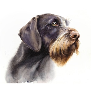 German Wirehaired Pointer Signed Print, Drahthaar Print, German Pointer ...