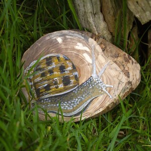 Gartenschnecke Malerei auf recycelter Holzscheibe