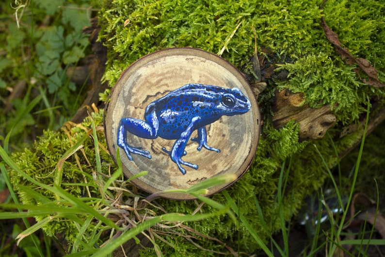 Poison dart frog painting on a recycled wood slice image 7