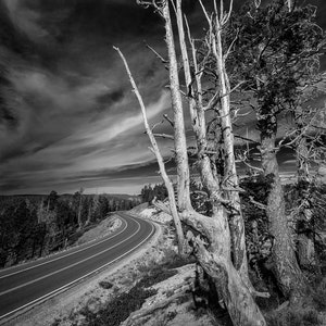 May include: A winding road through a forest with a dramatic sky.  Dead trees stand tall on the side of the road.