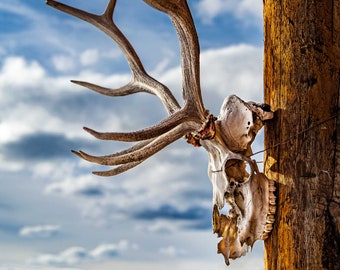 ElchGeweih - Jackson Hole, Wyoming