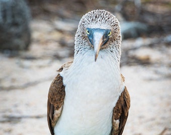 Blue Footed Booby in the Galapagos Islands, Ecuador