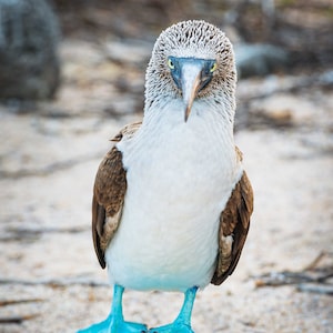 May include: A blue-footed booby stands on a rock, its bright blue feet contrasting with its white and brown plumage. The bird has a long, pointed beak and yellow eyes, looking directly at the viewer. The background is a sandy beach.