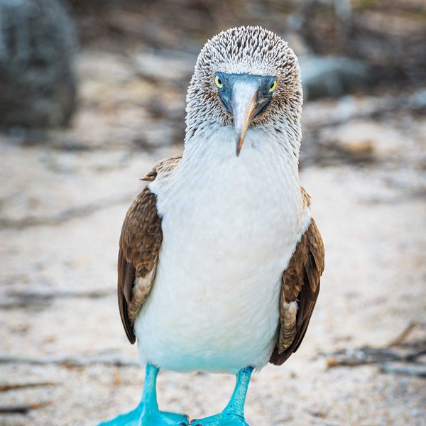 Blue Footed Booby in the Galapagos Islands, Ecuador