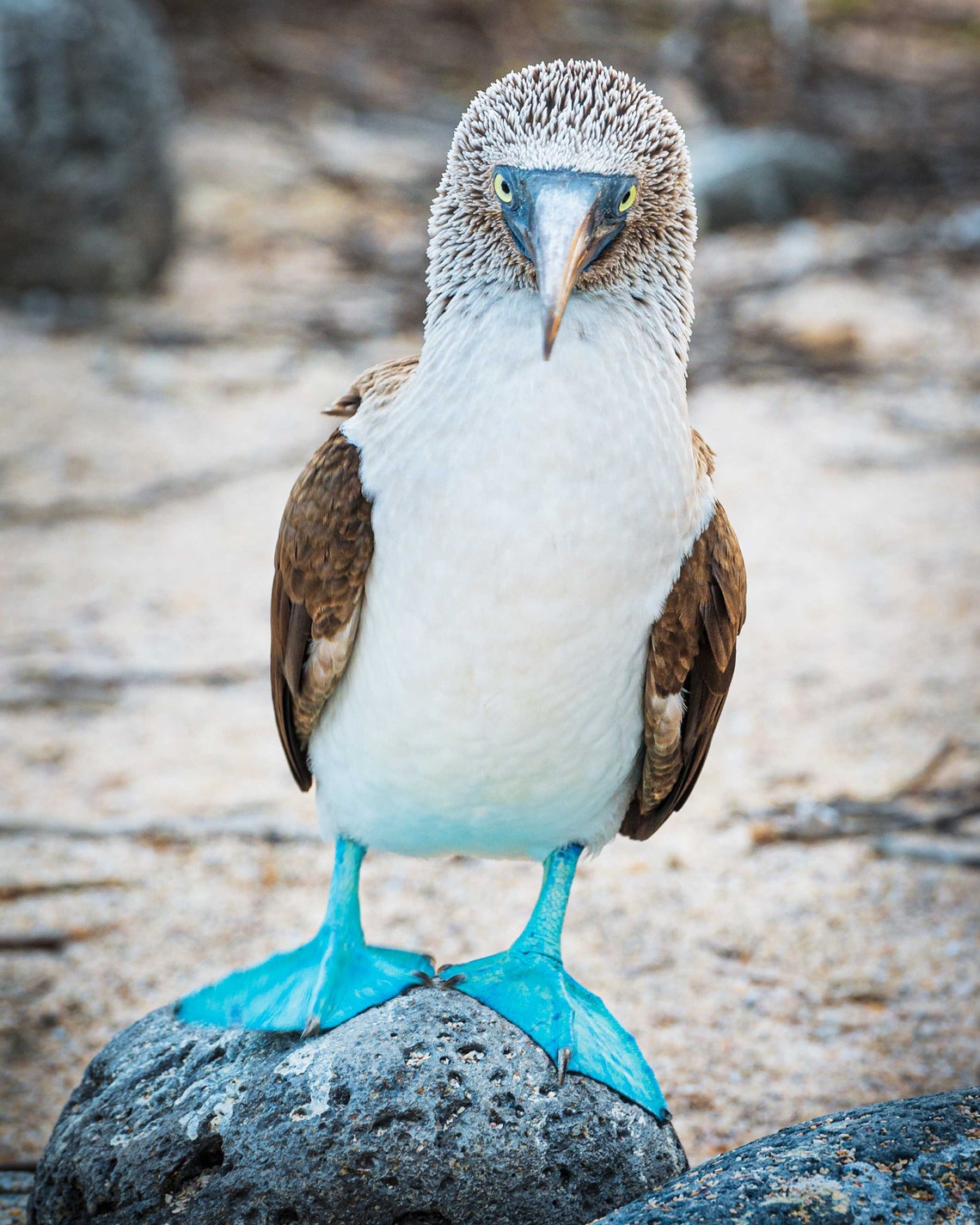 Blue Footed Booby in the Galapagos Islands, Ecuador - Etsy