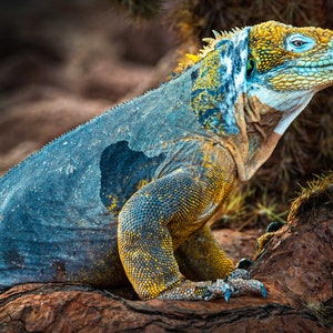 May include: A blue and yellow marine iguana with a spiky crest on its head, perched on a brown rocky surface.