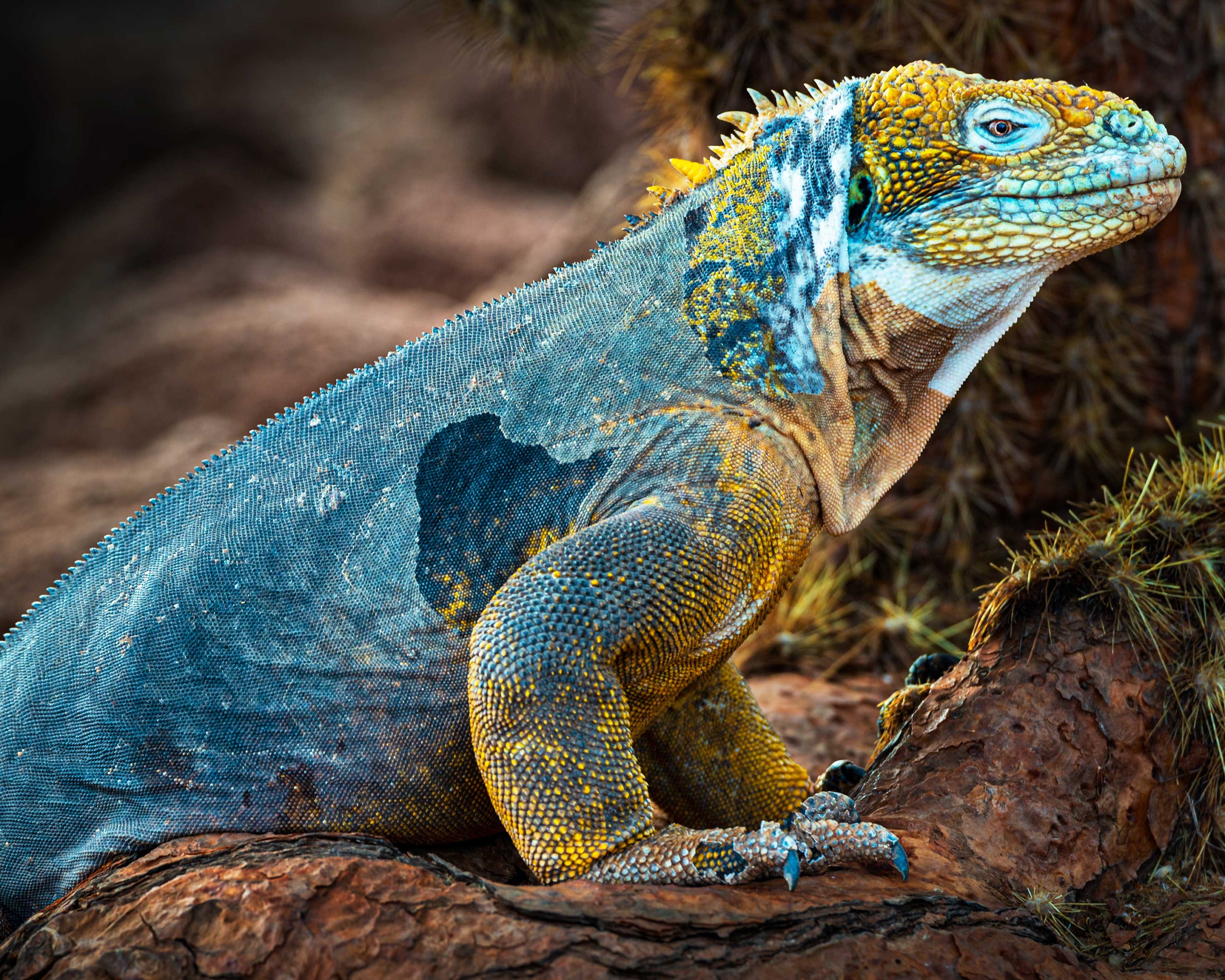 カラフルなイグアナ - ガラパゴス諸島 - Etsy 日本