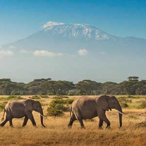 May include: A herd of elephants walks across a grassy savanna with Mount Kilimanjaro in the background. The elephants are walking in a single file line, with the largest elephant in the lead. The sky is blue and there are clouds in the distance.