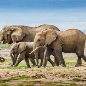 May include: A family of three elephants walking through a grassy field. The largest elephant has a white bird perched on its back.