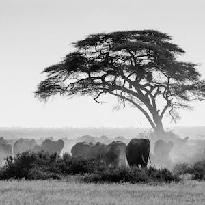 May include: Black and white photograph of a herd of elephants walking across a grassy plain. A large tree with a wide canopy stands in the background. The scene is hazy, with dust rising from the elephants' feet.
