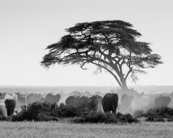 Elephants in Kenya, Africa - Black and White Art Photo