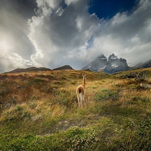 May include: A scenic landscape featuring a llama in a grassy field, with mountains in the background under a cloudy sky. The llama is facing away from the camera. The terrain is a mix of green and brown.
